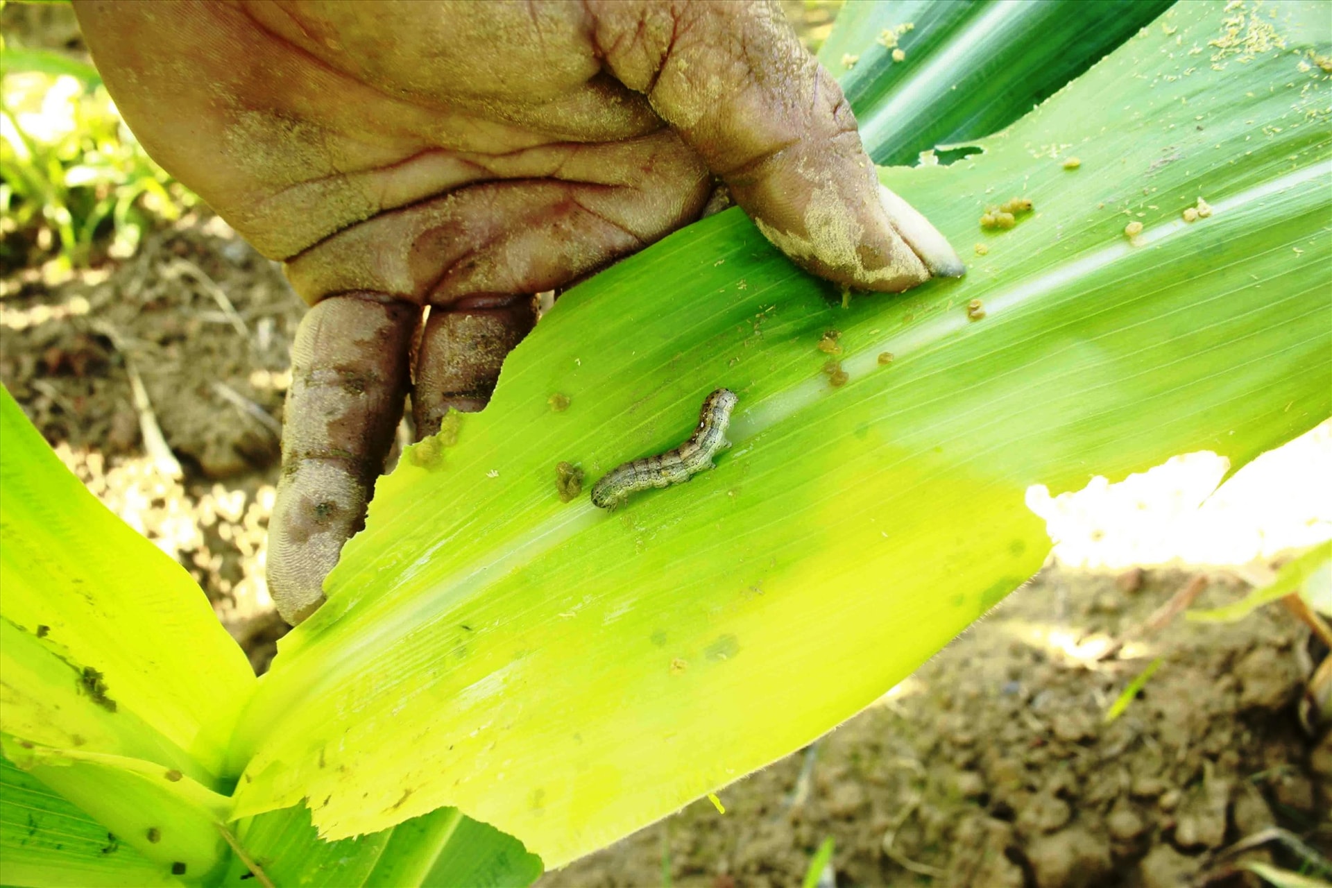 Sâu keo mùa thu được xem là “kẻ hủy diệt” tàn phá nặng nề đối với cây trồng.