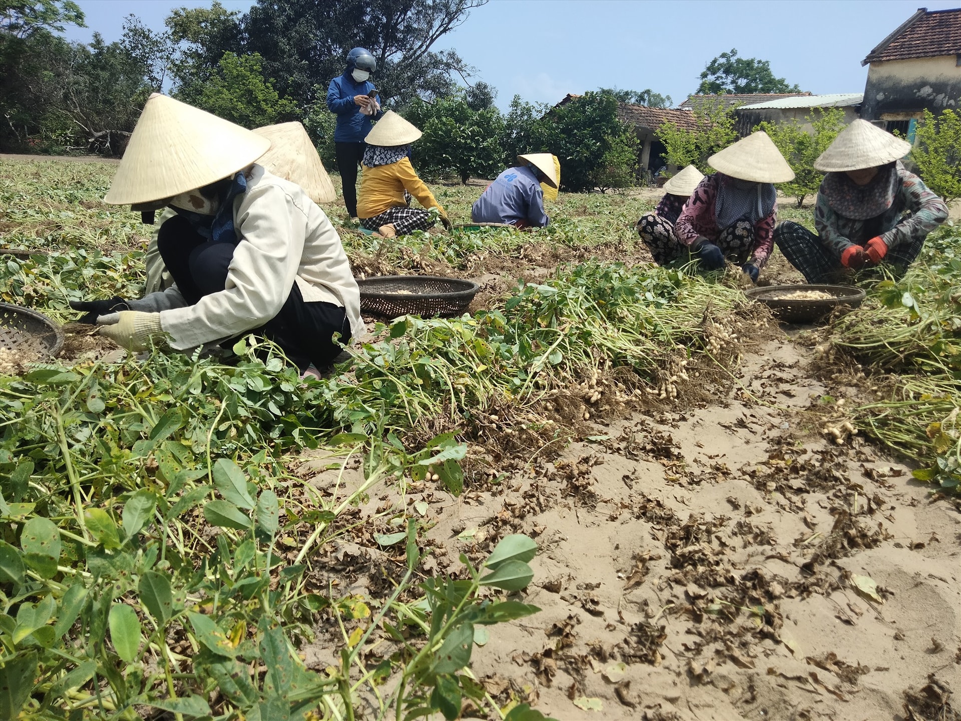 Nhóm trợ lực phụ nữ phát triển kinh tế ở thôn Bàu Bính xã Bình Dương tham gia hỗ trợ ngày công, thu hoạch nông sản như thế này.