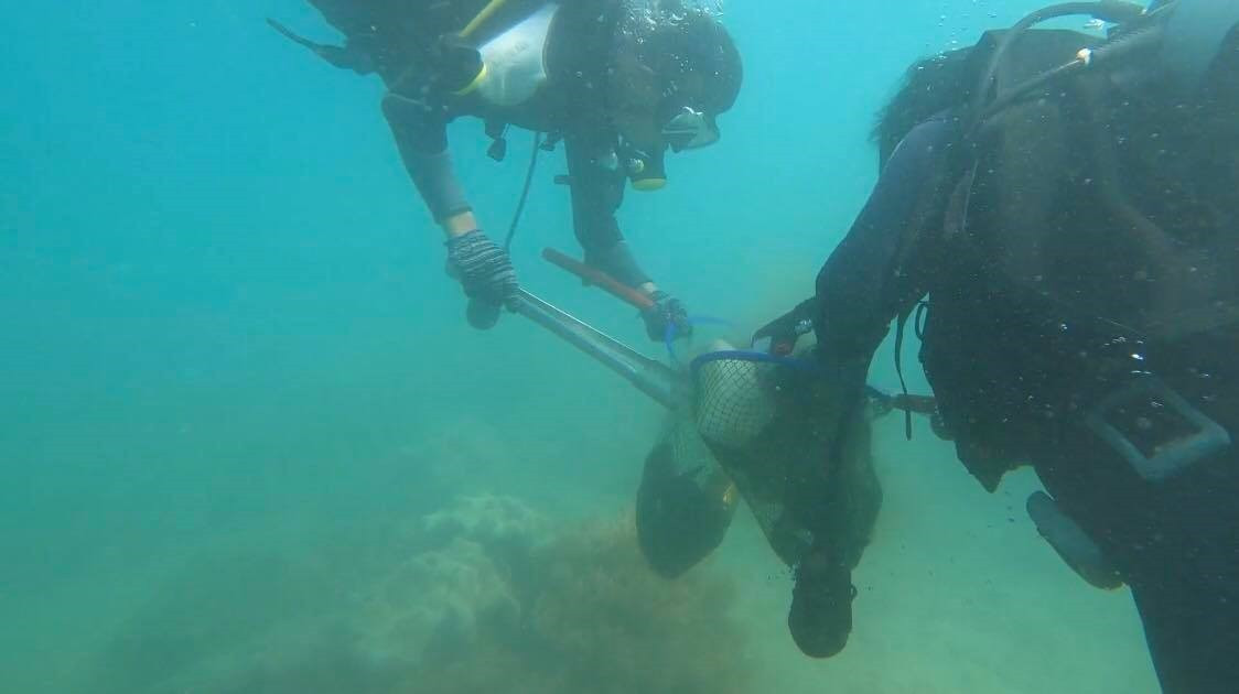 Cleaning coral reefs in the water of Cham Islands