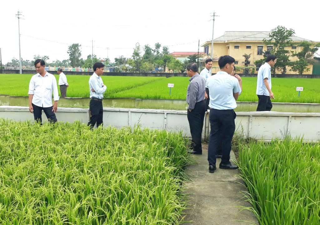 Tham quan, học hỏi mô hình sản xuất lúa giống của Nông nghiệp I Điện Phước (ảnh chụp đầu năm 2021).Ảnh: K.K