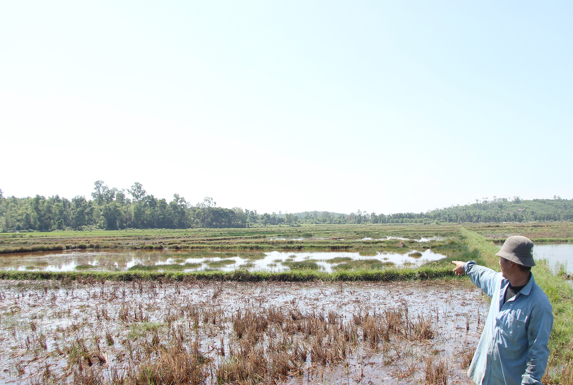 Phát triển cây dừa nước giúp chống xâm nhập mặn, bảo vệ đồng ruộng của người dân. Ảnh: H.Q