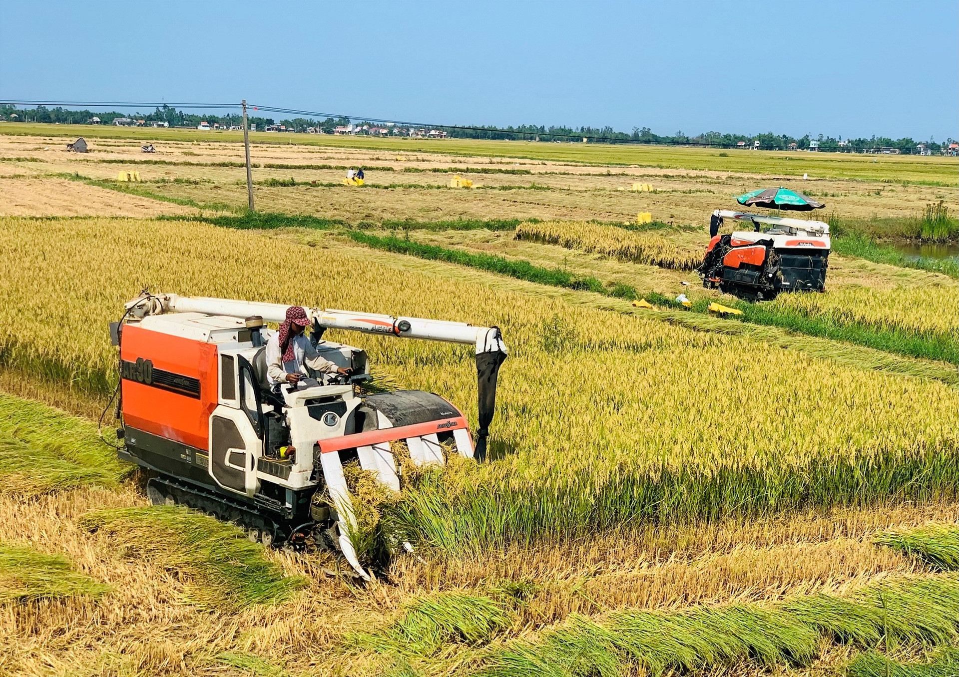 Thời gian tới, tỉnh sẽ duy trì và phát triển mô hình liên kết sản xuất lúa giống hàng hóa với quy mô diện tích ít nhất là 5.000ha/năm. Ảnh: MAI LINH