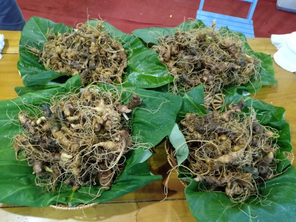 Ngoc Linh ginseng in Quang Nam