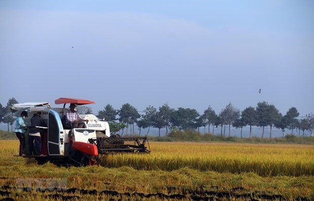 Harvesting rice (Photo: VNA)