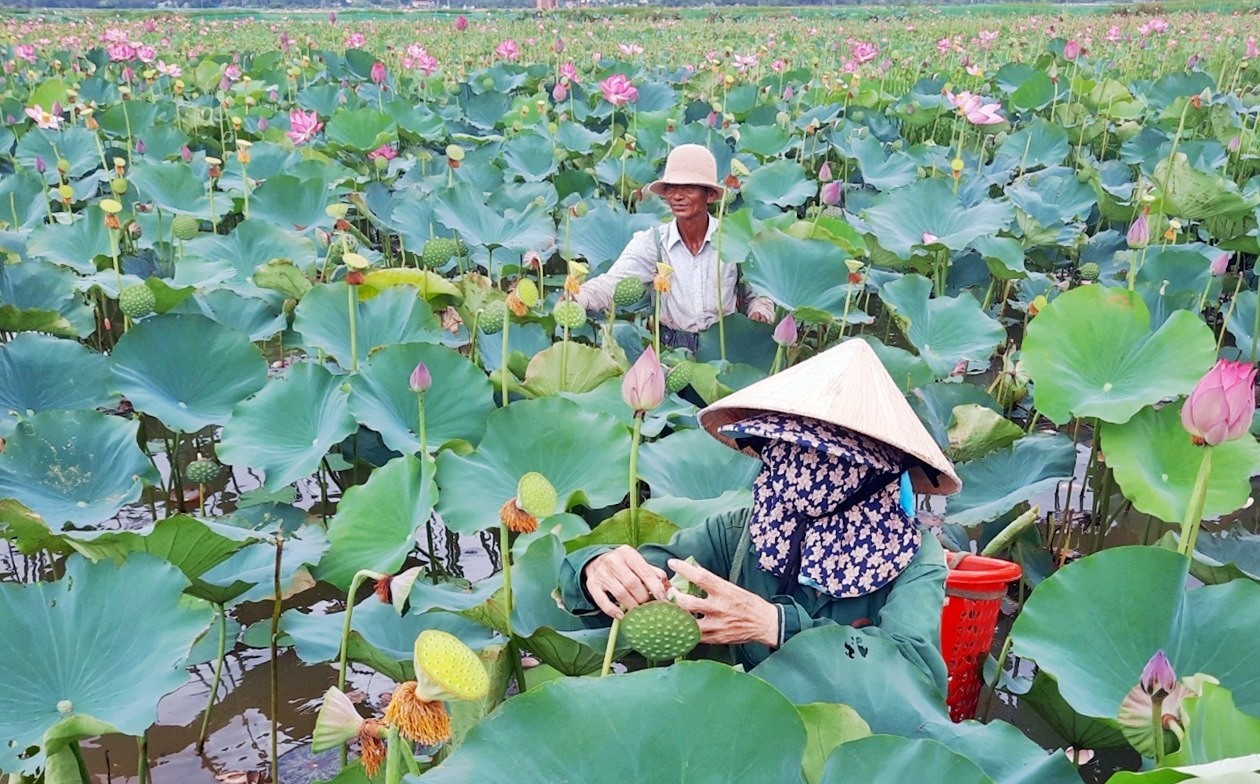 Gia đình ông Lâm Thanh Hương có thêm nguồn thu nhập ổn định từ mô hình trồng sen. Ảnh: H.ĐẠO