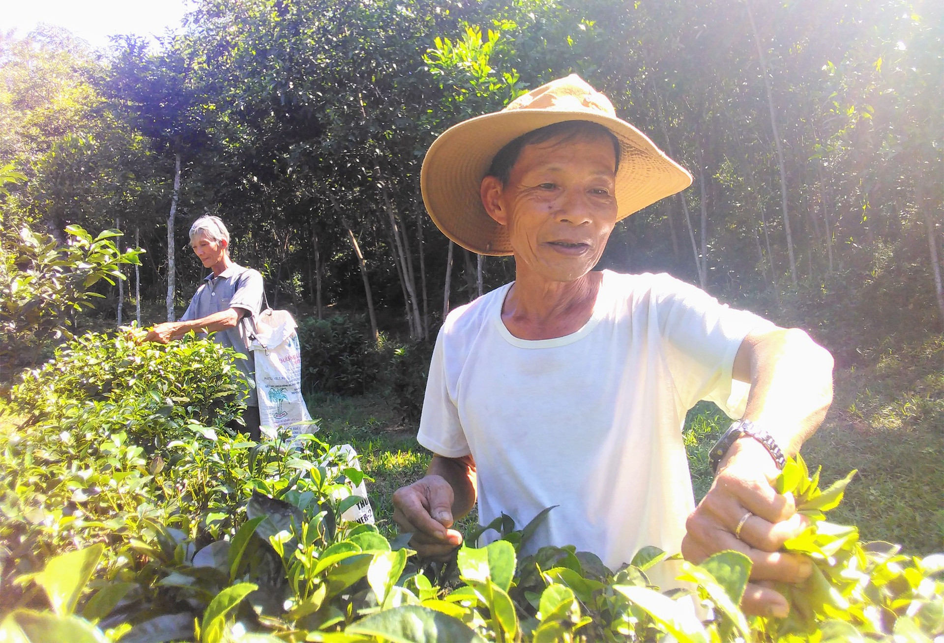 Người dân thôn Đức Phú (xã Tam Sơn) đang thu hoạch chè búp tươi. Ảnh: H.Q