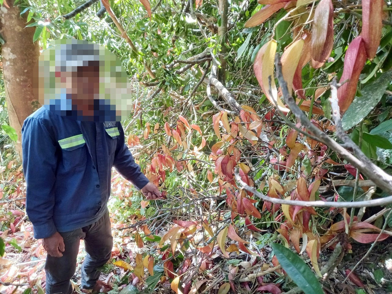 Hành vi chặt hạ cây ươi để lấy quả sẽ bị cơ quan chức năng huyện Phước Sơn xử lý nghiêm.