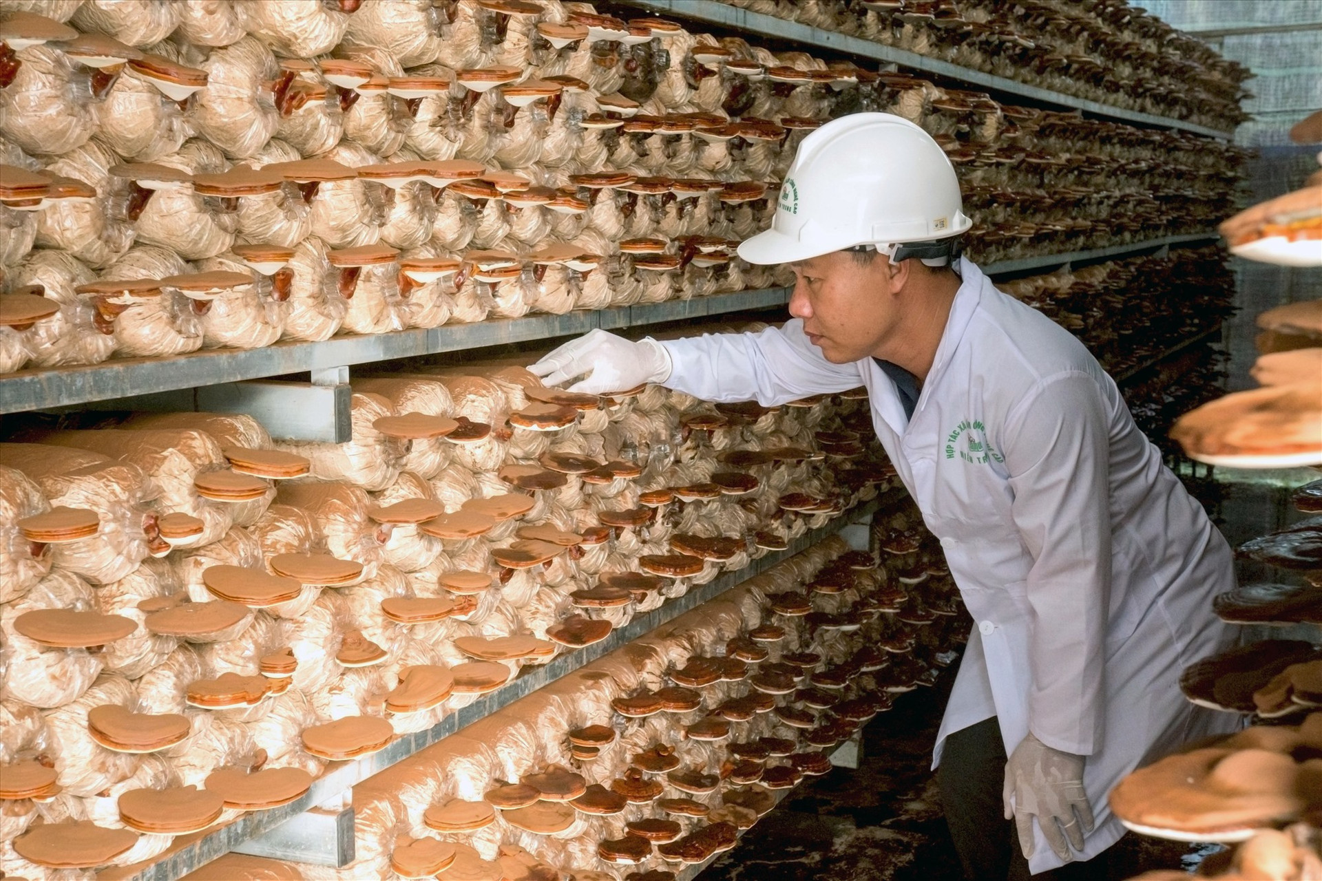 Ông Huỳnh Văn Phong kiểm tra chất lượng nấm trước khi thu hoạch. Ảnh: NGUYỄN ĐIỆN NGỌC