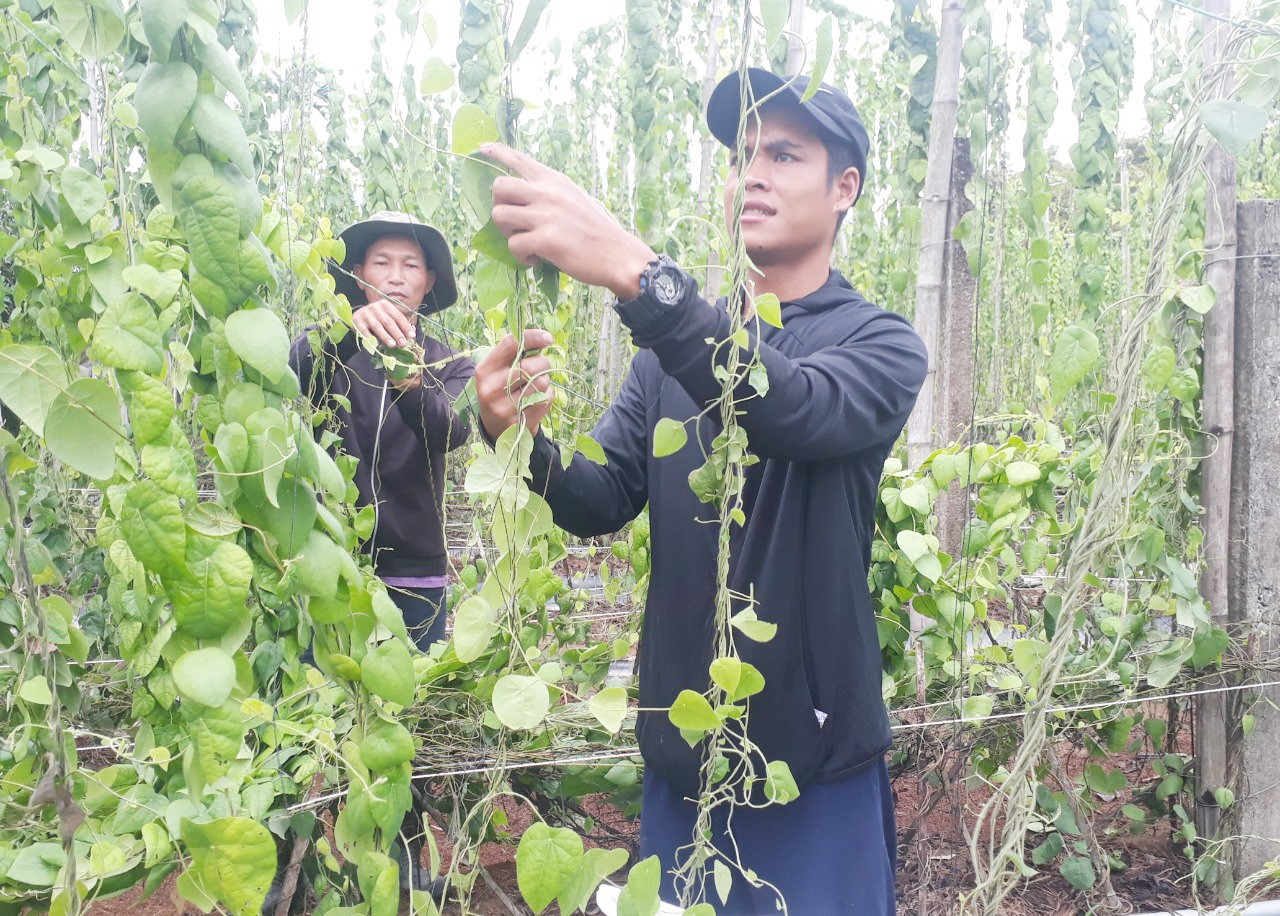 Vườn sương sâm của chị Nhân tạo việc làm cho 7 lao động tại thôn Phú Nam, xã Tam Xuân 2. Ảnh: H.Q