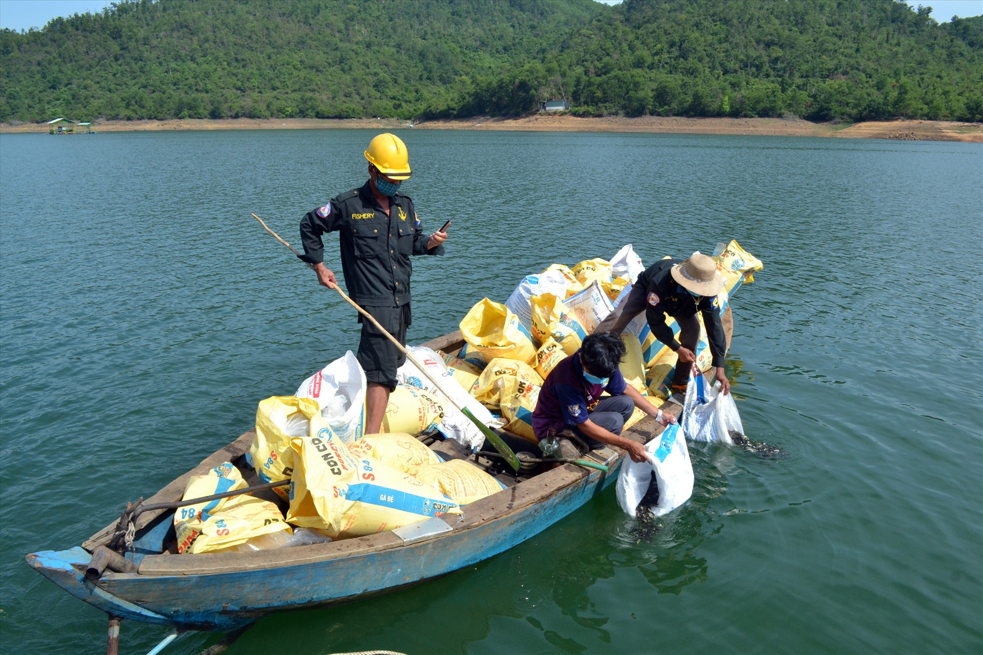 Công ty CP Giống thủy sản Quảng Nam thả 1 triệu con giống cá mè để tái tạo nguồn lợi ở hồ Phú Ninh. Ảnh: VIỆT NGUYỄN