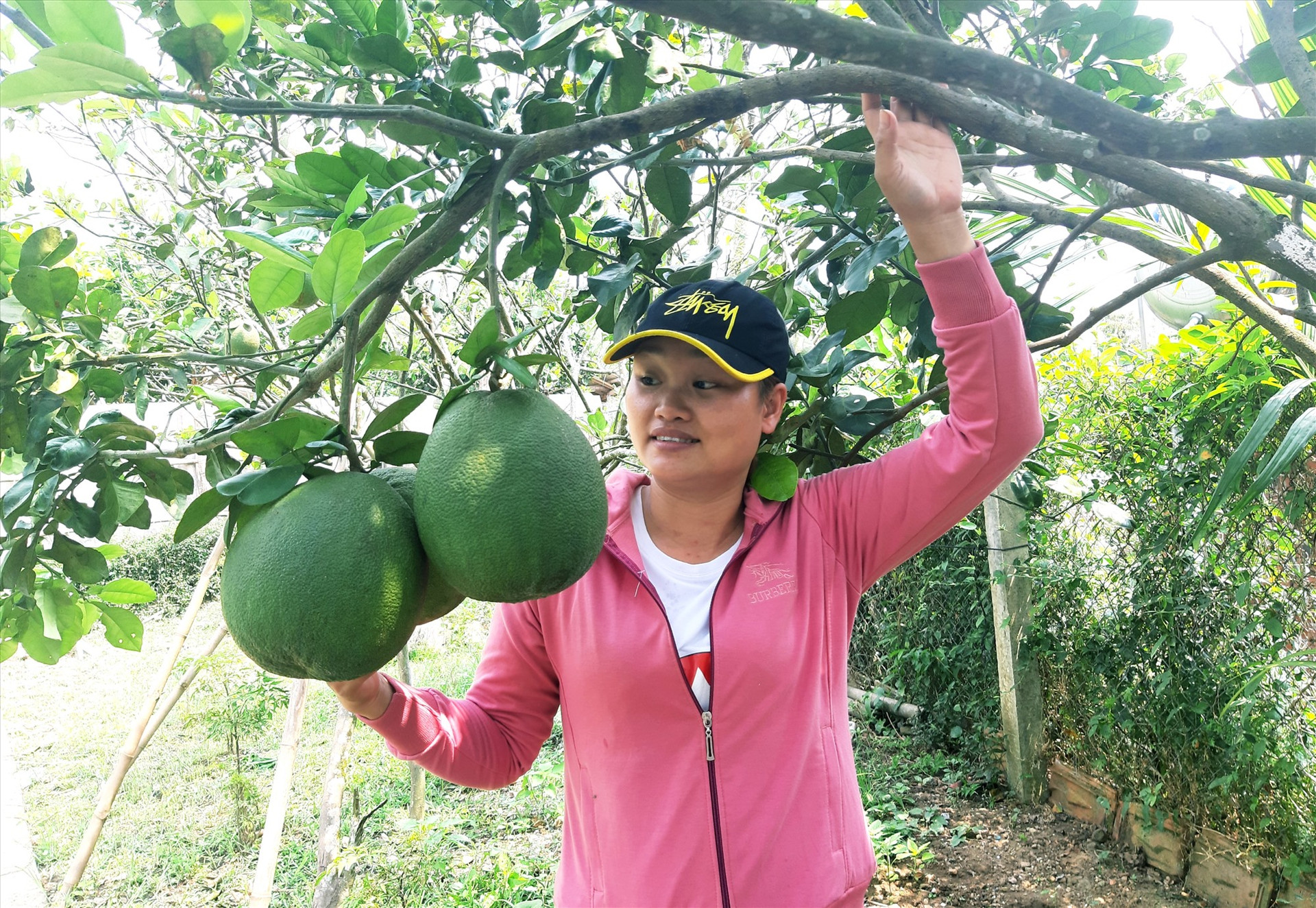 Mô hình trồng bưởi chuyên canh của gia đình bà Huỳnh Thị Minh Hoàng ở thôn Bắc An Sơn (Quế Thọ, Hiệp Đức) bước đầu cho hiệu quả kinh tế cao. Ảnh: L.Đ