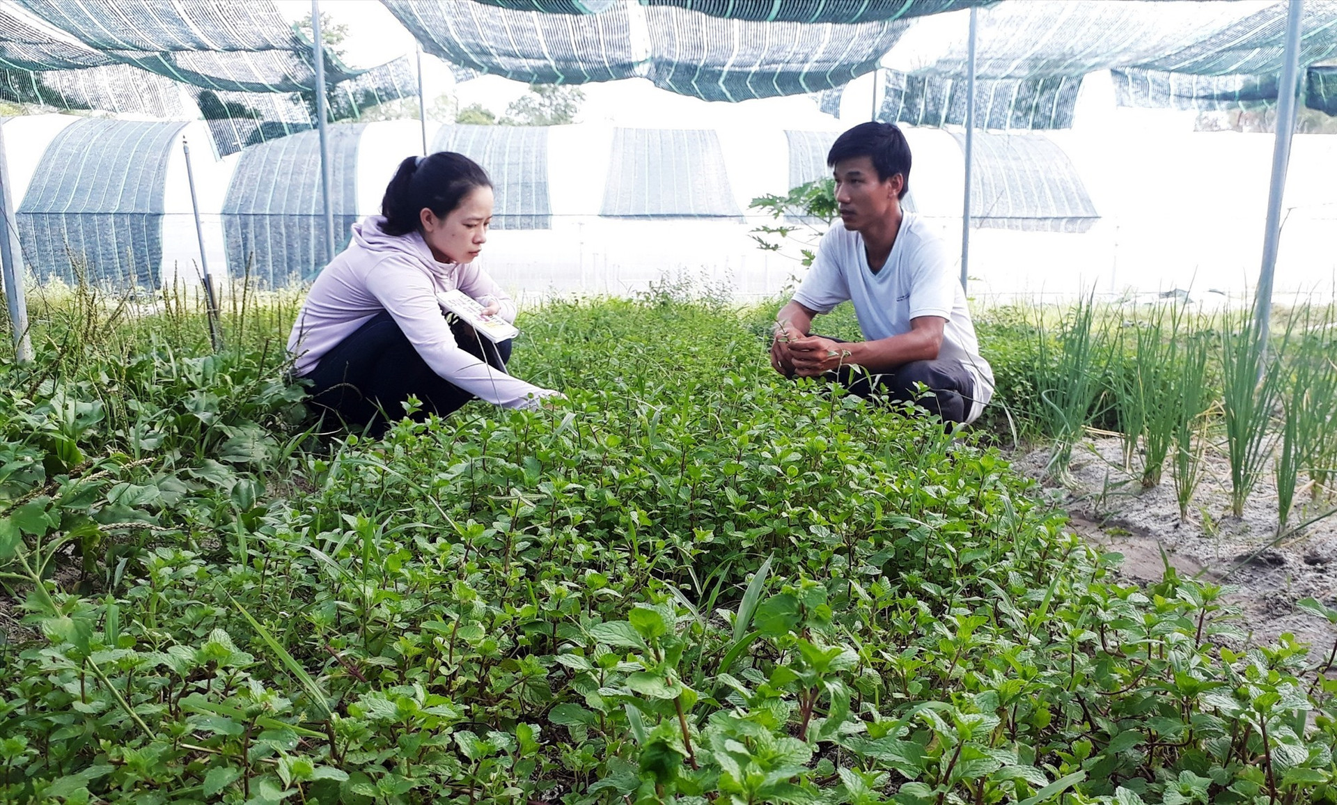 Truong Thanh hi-tech agricultural cooperative