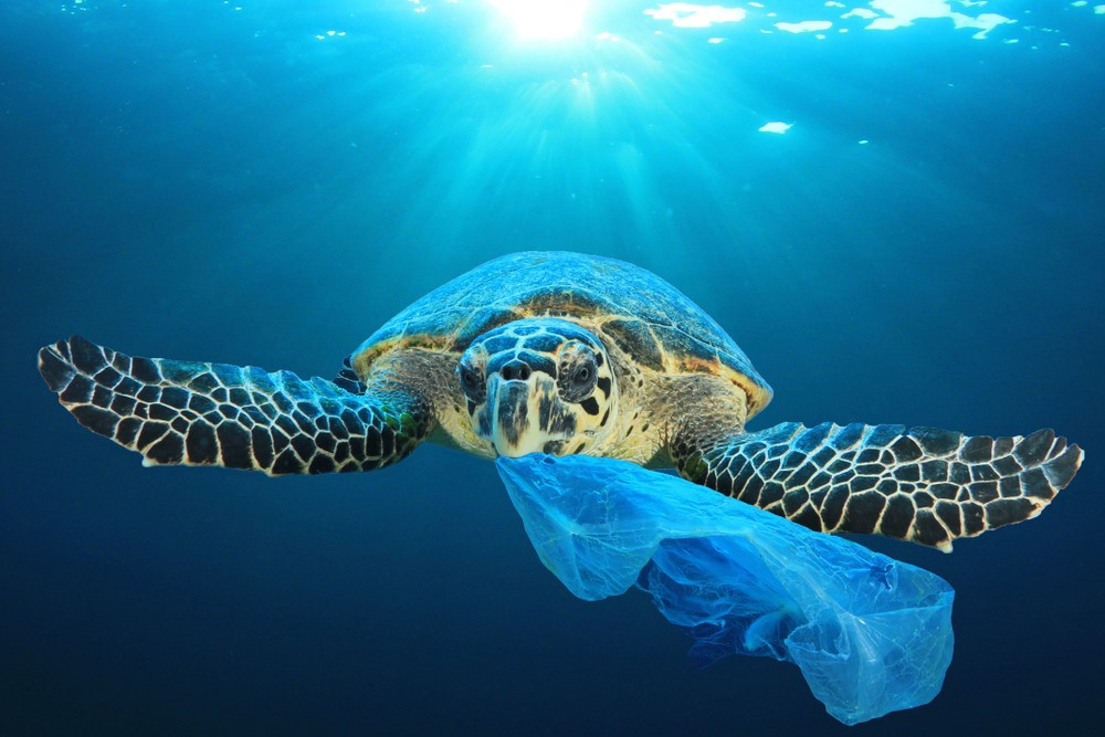 Những mảnh rác thải nhựa nhỏ cực kỳ gây hại cho sinh vật và hệ sinh thái biển. Ảnh: Shutterstock
