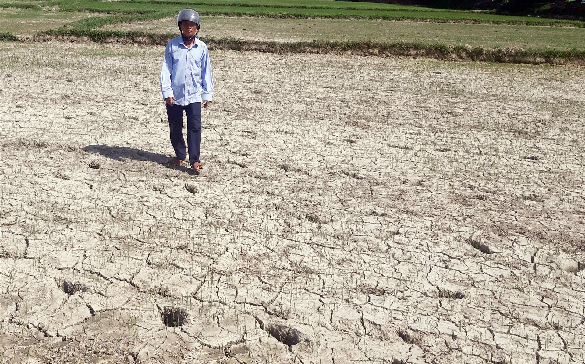 Nhiều diện tích lúa hè thu ở xã Quế Lộc bị khô hạn nghiêm trọng. Ảnh: S.A