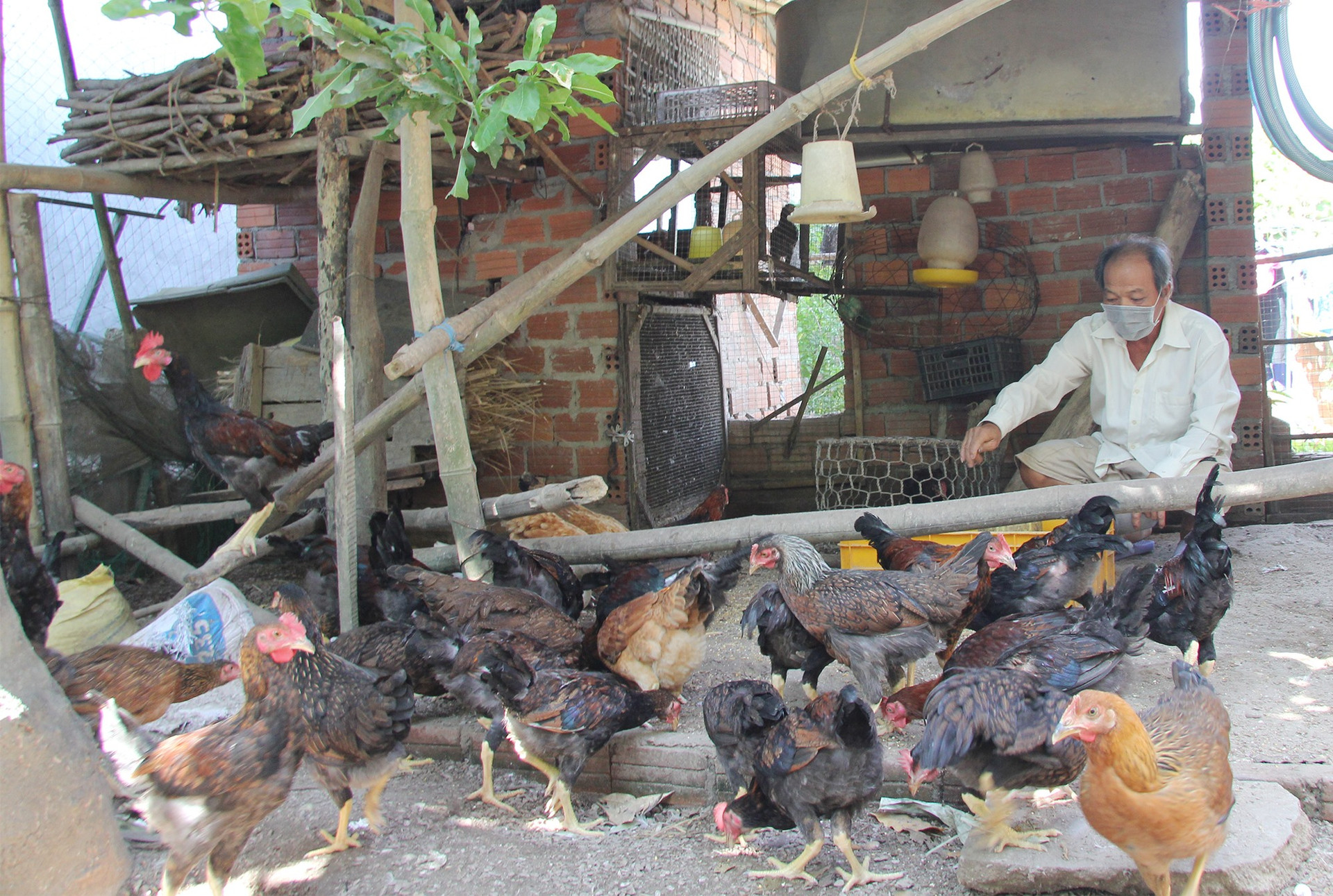 Nông dân xã Quế Phú phát triển mô hình nuôi gà từ nguồn vay vốn Ngân hàng chính sách xã hội huyện Quế Sơn. Ảnh: H.Q