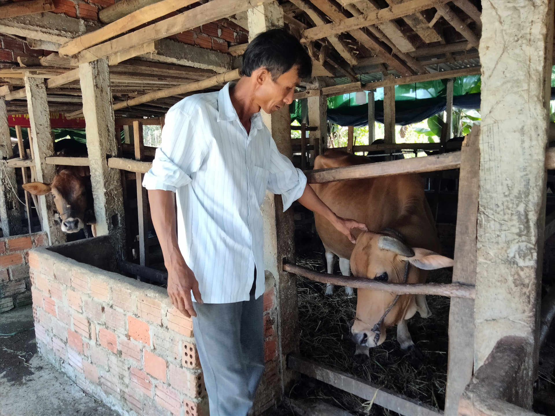 Ông Nguyễn Ba đã chủ động mua vắc xin bệnh viêm da nổi cục về tiêm phòng cho đàn bò 11 con của gia đình. Ảnh: T.T