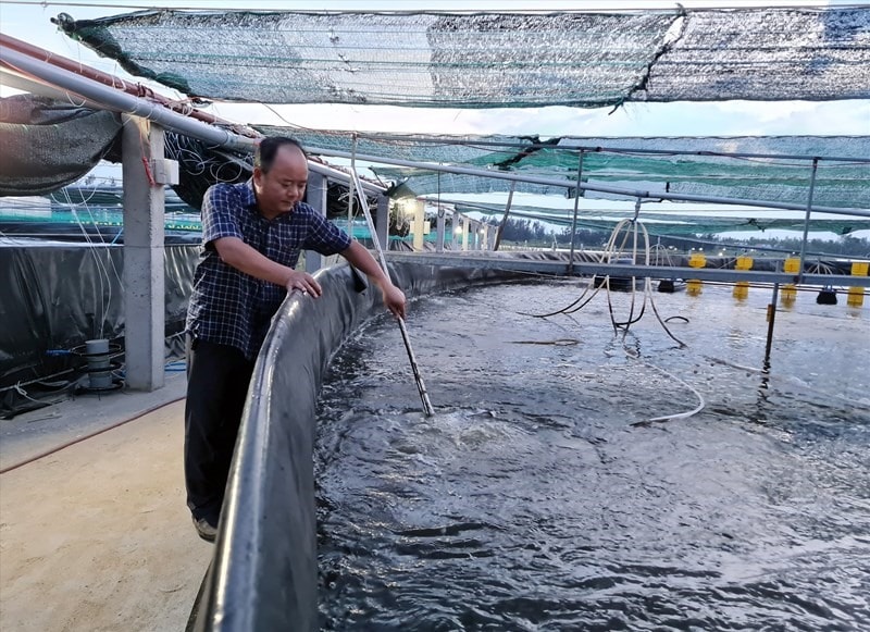 Hi-tech prawn farming in Duy Xuyen