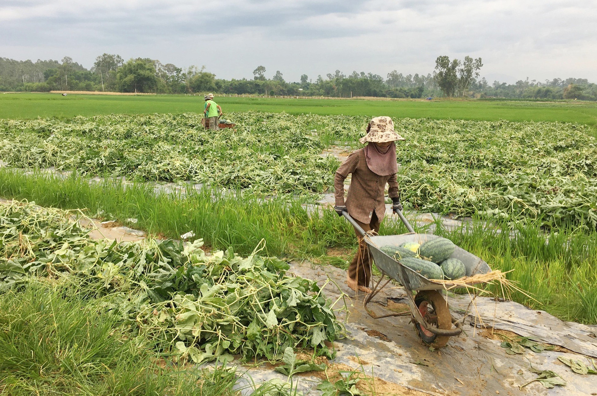 Người dân Phú Ninh thu hoạch dưa hấu. Ảnh: HẢI CHÂU