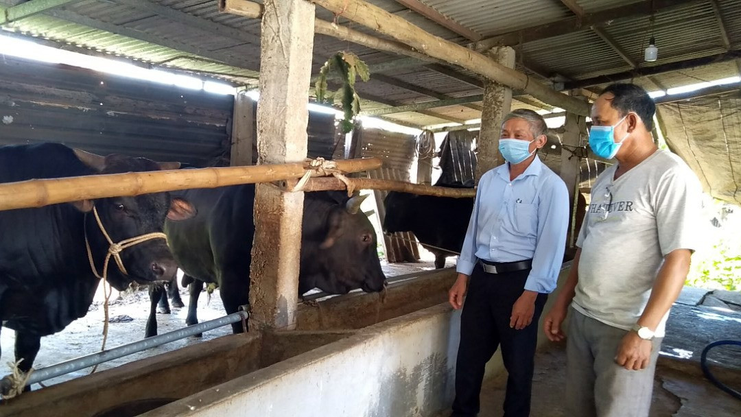 Mô hình nuôi bò 3B của ông Huỳnh Ngọc Tuấn ở thôn Phong Thử 3 (Điện Thọ). Ảnh: P.LỘC