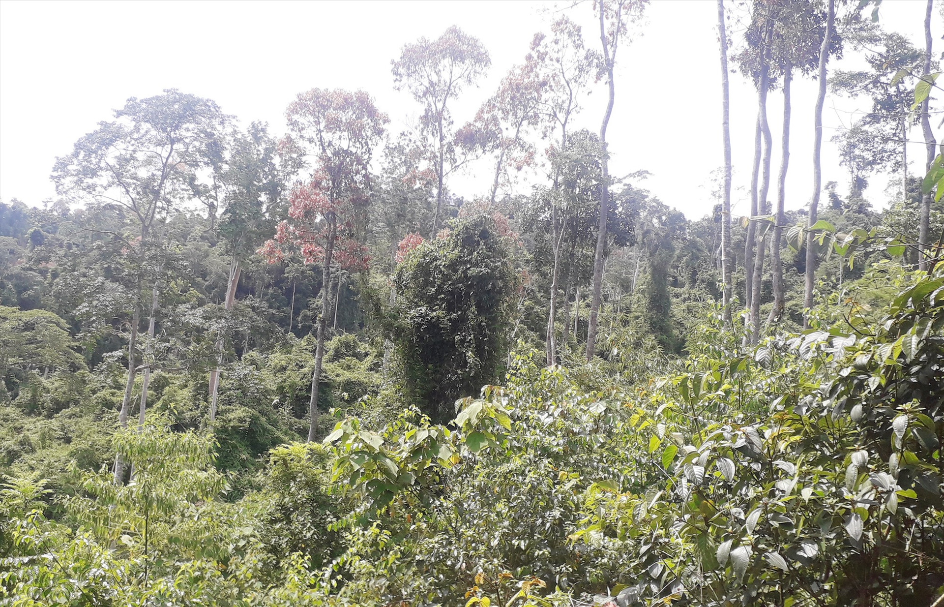 Những cánh rừng ươi ở Nam Giang. Ảnh: V.T