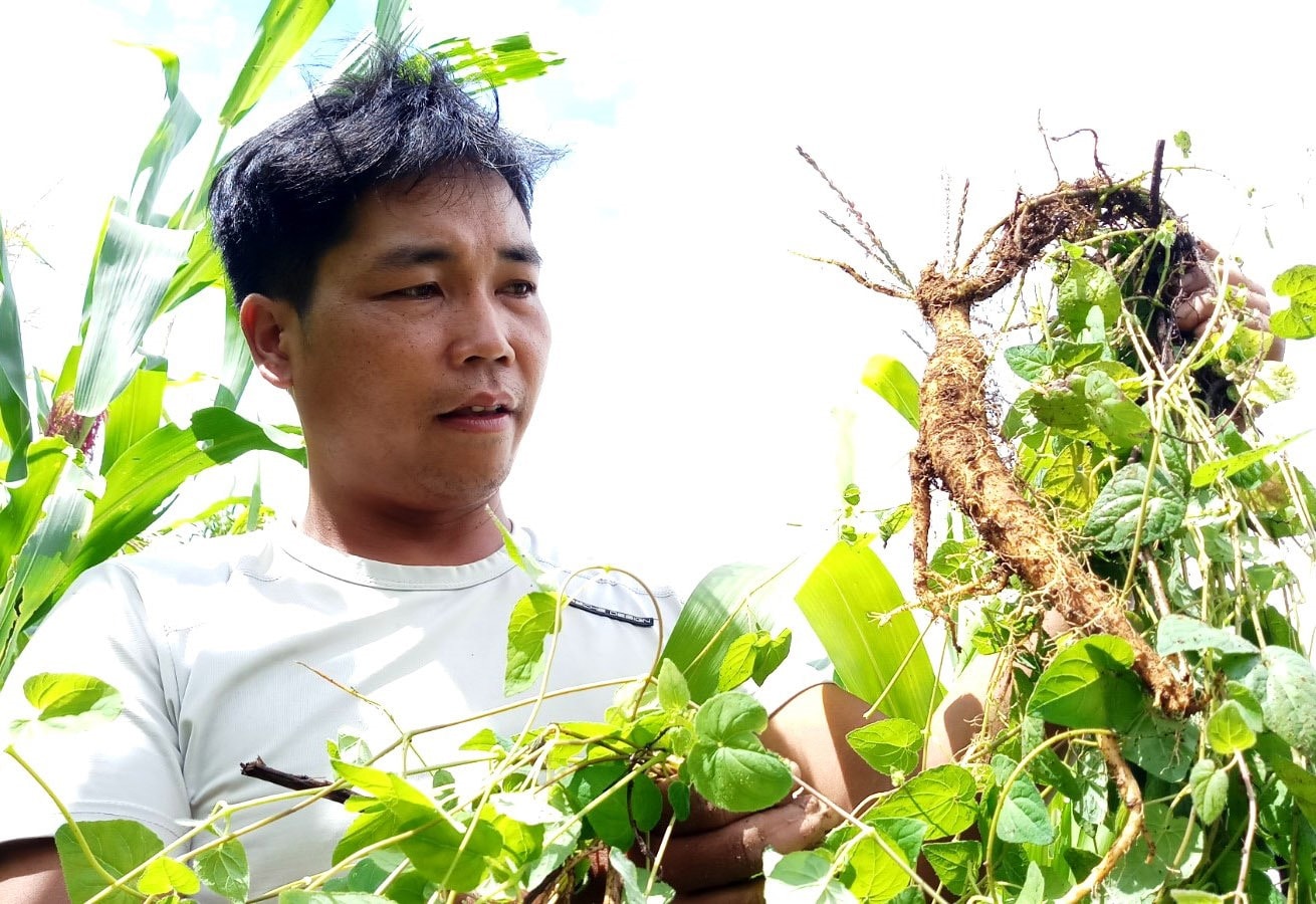 Alăng Lơ - người đưa đảng sâm Tây Giang vực dậy và nâng cao giá trị sản phẩm nông nghiệp đặc trưng tại địa phương. Ảnh: ĐĂNG NGUYÊN