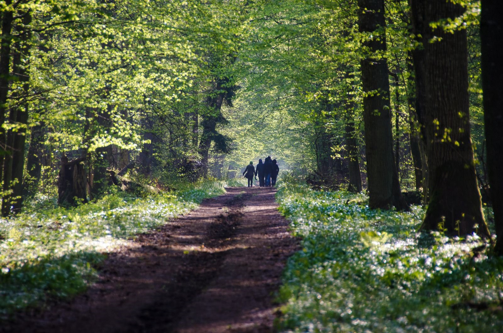 Châu Âu lên kế hoạch trồng 3 tỷ cây xanh vào năm 2030. Ảnh: pinterest