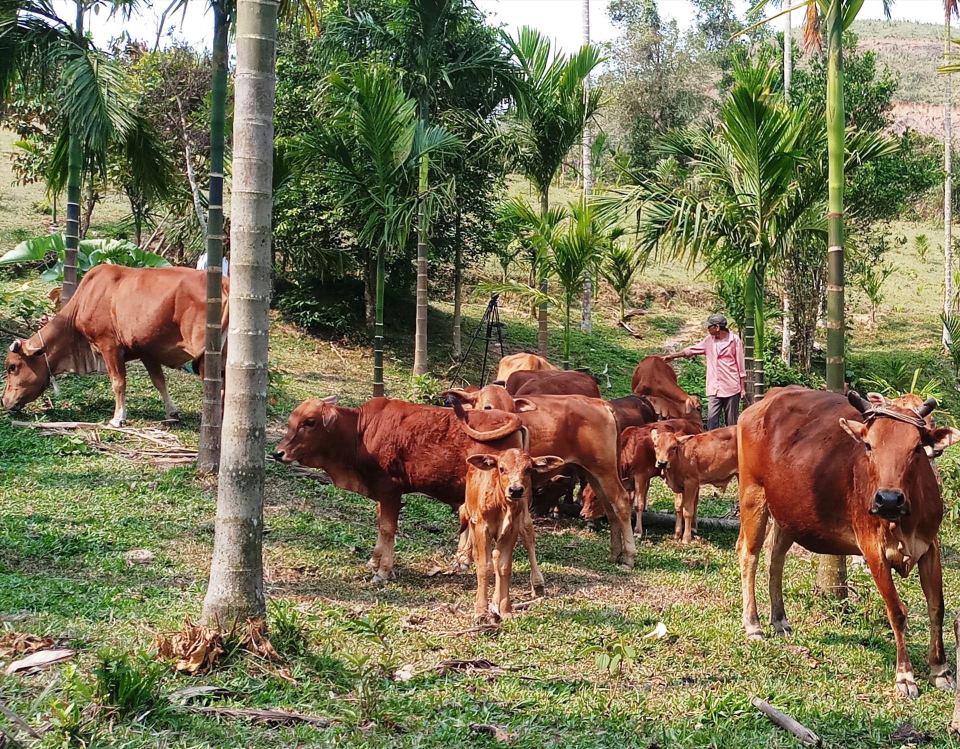 Mô hình chăn nuôi bò kết hợp với trồng cau, keo lai vươn lên thoát nghèo của CCB Huỳnh Ngọc Vị, ở thôn 1, xã Tiên Lãnh. Ảnh: N.H