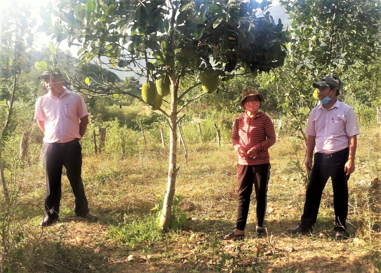 Mô hình kinh tế chăn nuôi kết hợp trồng cây ăn quả của Alăng Thị Di đem lại hiệu quả thiết thực với cộng đồng. Ảnh: ALĂNG NGƯỚC