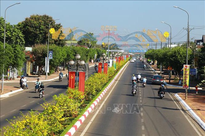 Hoa mai nở vàng rực rỡ trên tuyến đường Hùng Vương, huyện Châu Đức, tỉnh Bà Rịa - Vũng Tàu. Ảnh: baotintuc.vn