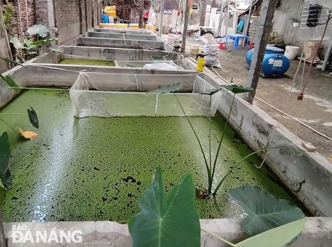 Một góc trang trại nuôi ốc bươu đen của hai bạn trẻ Nguyễn Trường Giang và Trần Nam Linh. Ảnh: MAI HIỀN