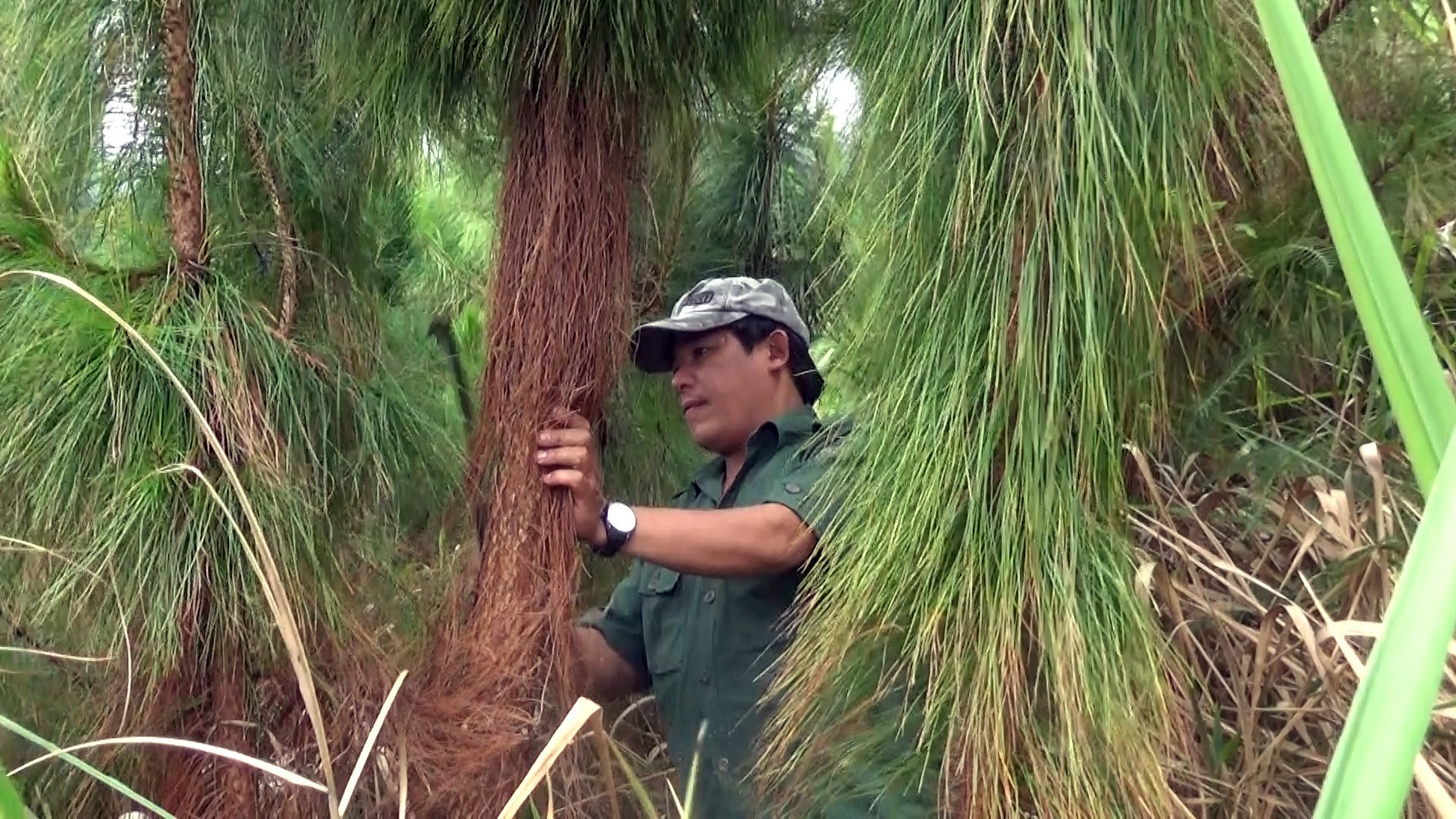 Ông Nguyễn Văn Lượng (thôn 2, xã Trà Linh) chăm sóc rừng thông của gia đình.