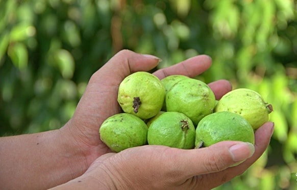 Trái ổi sẻ có màu xanh đậm và nhỏ như đầu con chim sẻ. Ảnh: cayantrai.vn