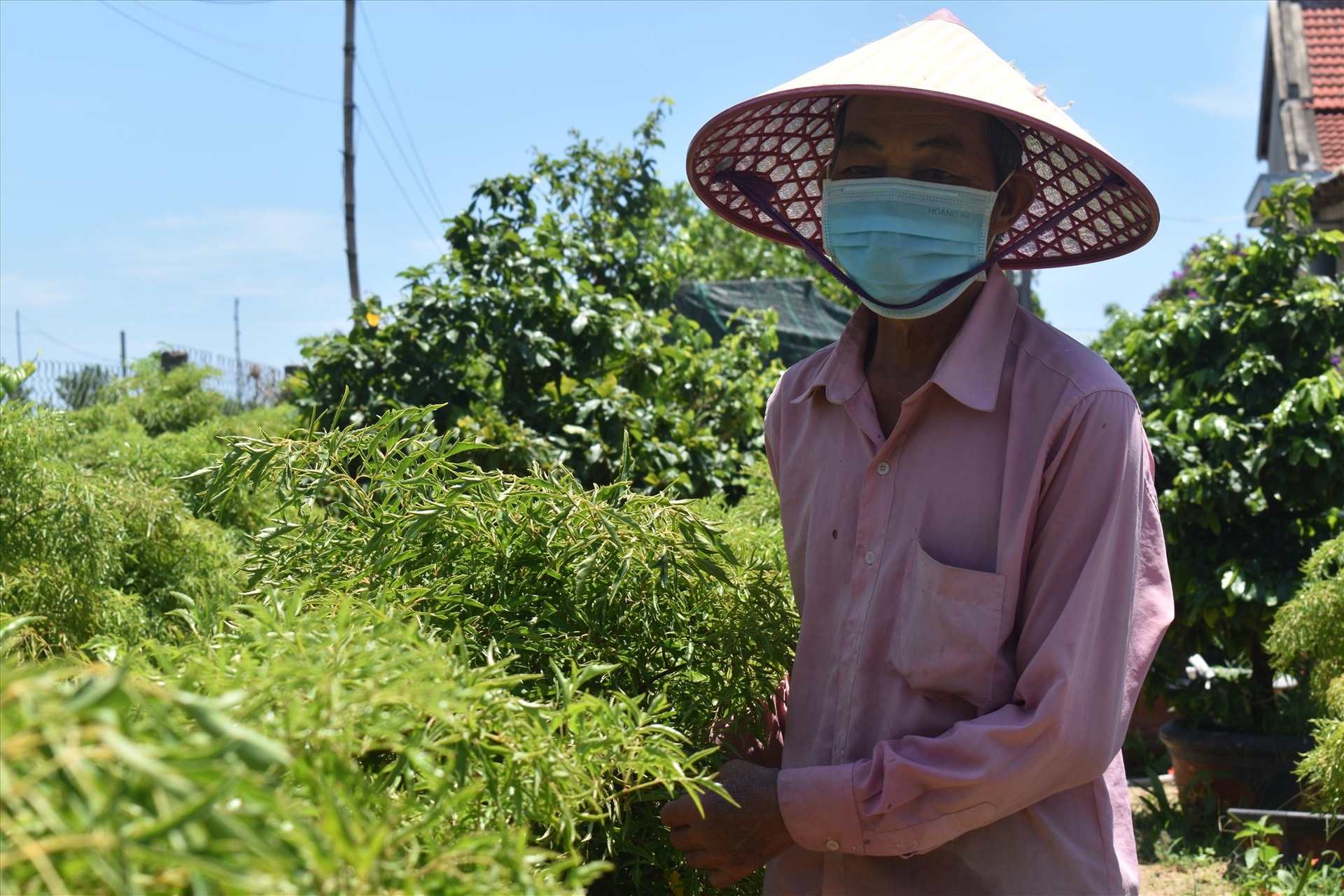 Nhiều hộ dân đã chuyển đổi sang trồng cây dược liệu, hoa màu trên diện tích đất vườn nhà.