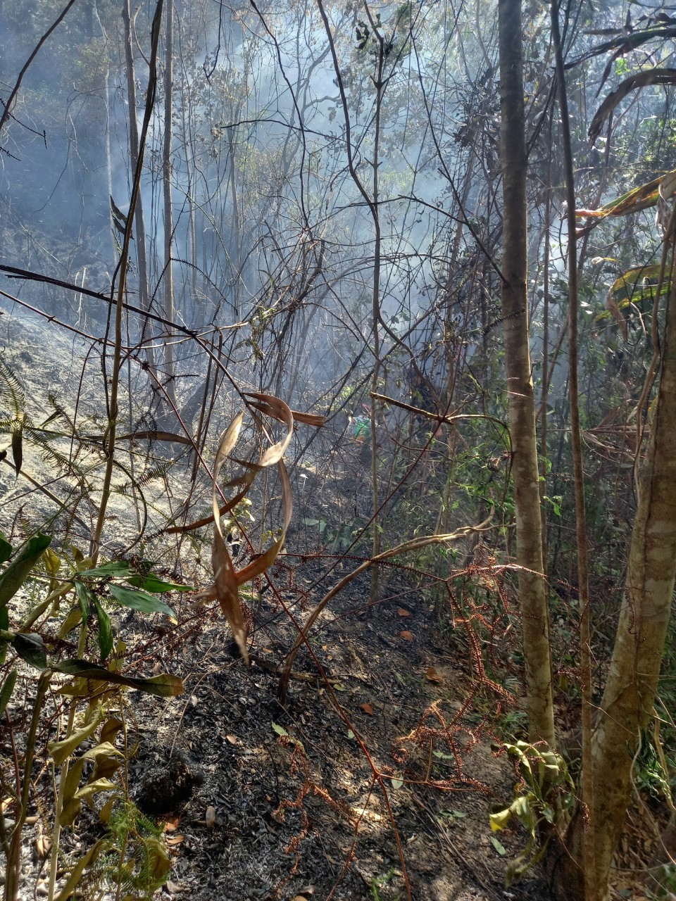 Vụ cháy làm thiệt hại nhiều diện tích rừng tự nhiên và rừng dầu rái tại xã Đại Chánh. Ảnh: H.L