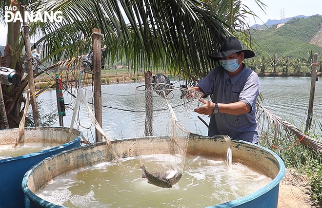 Cá dìa tồn đọng gần 10 tấn khiến người nông dân gặp khó. Ảnh: VĂN HOÀNG