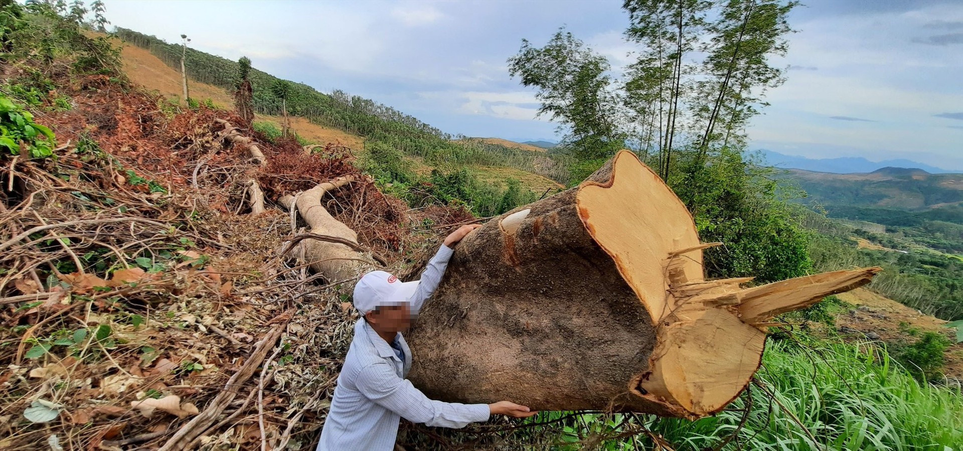 Những cây gỗ lớn tại tiểu khu 543 bị đốn hạ. Ảnh P.L