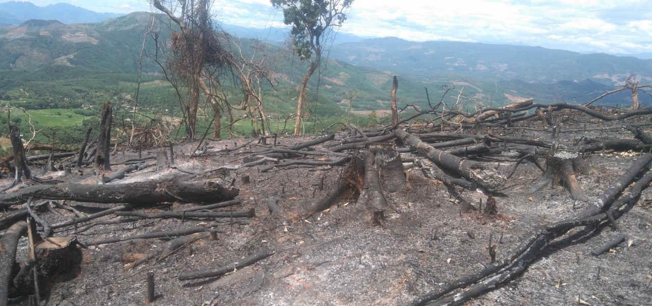 Nhiều diện tích rừng bị đốt cháy để chuẩn bị trồng cây keo. Ảnh P.L