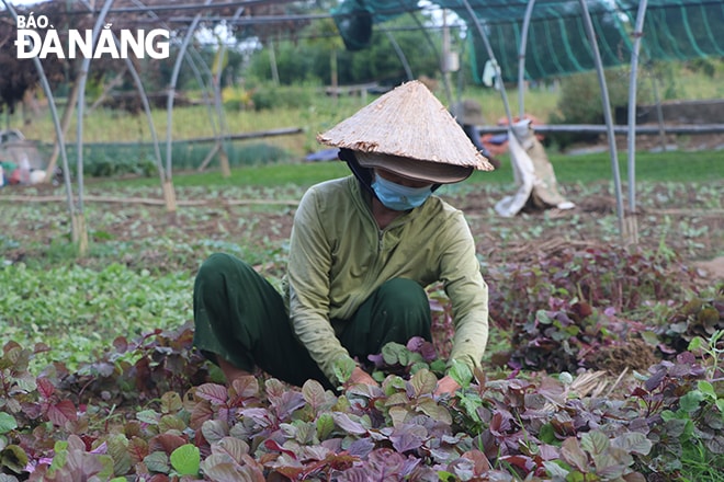 Nông dân tại các vùng rau an toàn đang tăng cường sản xuất để tăng sản lượng, kịp thời cung ứng cho thị trường. Ảnh: VĂN HOÀNG