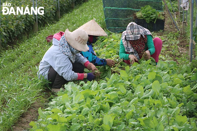 Các loại rau được gieo trồng trong thời gian này chủ yếu là rau ngắn ngày. Ảnh: VĂN HOÀNG