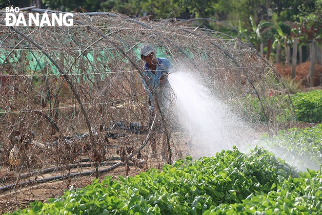 Một lão nông tại vùng rau an toàn La Hường (phường Hòa Thọ Đông, quận Cẩm Lệ) đang tưới rau. Ảnh: MAI QUẾ