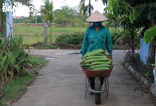 Để bảo đảm đầu ra cho nông dân, các Hợp tác xã rau an toàn thu mua sản phẩm của người trồng rau tại vùng. Ảnh: MAI QUẾ