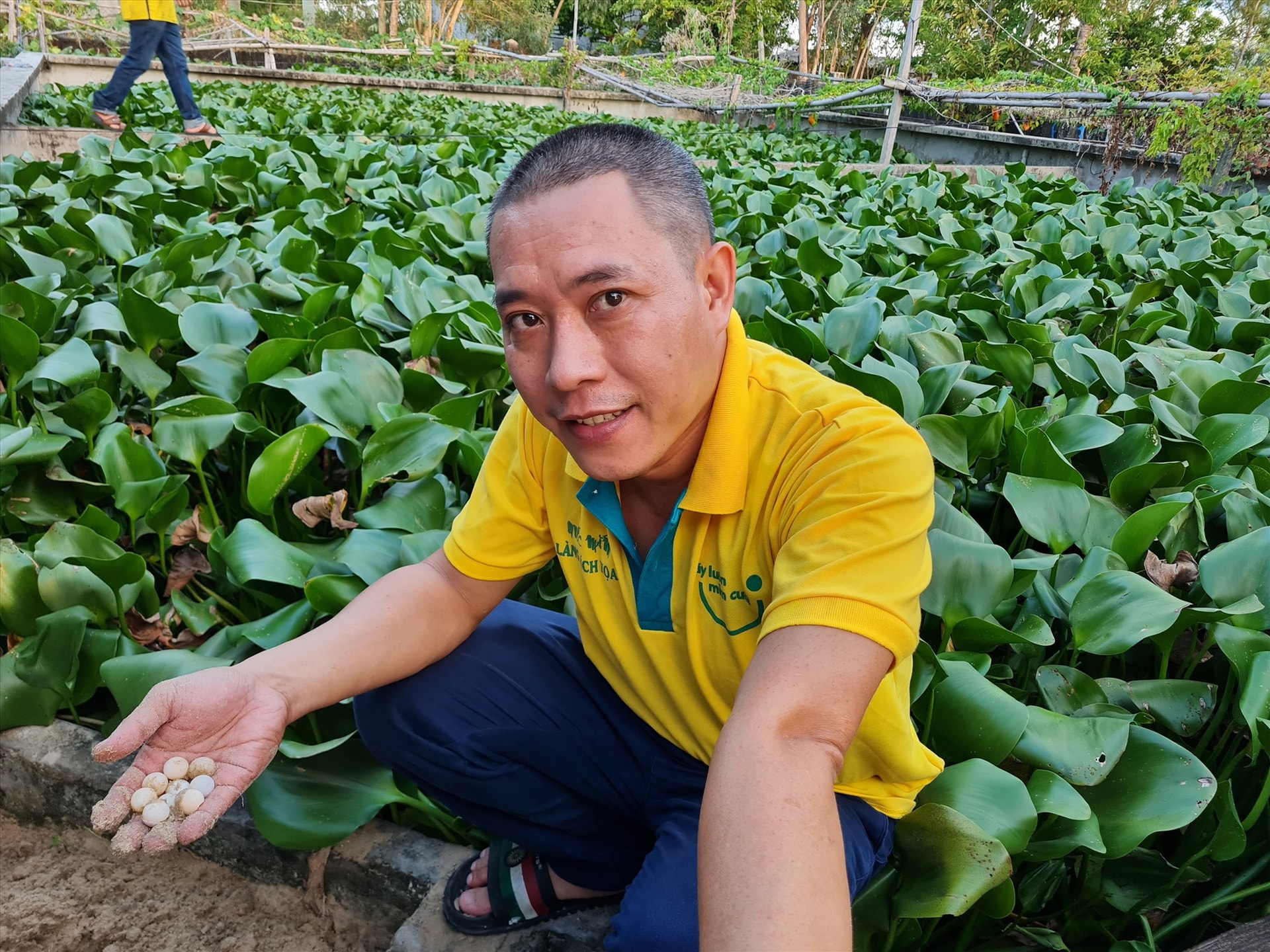 Mô hình nuôi ba ba trong bể xi măng của anh Lê Văn Lợi (xã Tam Thanh, TP. Tam Kỳ). Ảnh: B.L