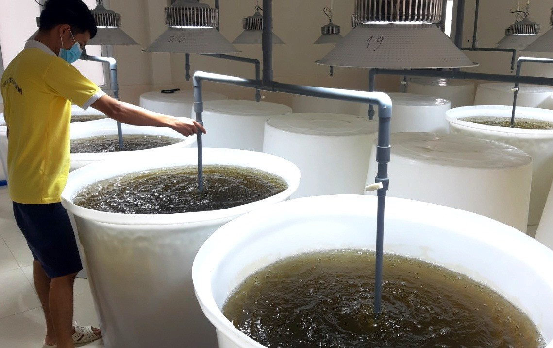Xử lý tảo để thuận lợi cho quá trình phát triển tôm giống. Ảnh: VIỆT NGUYỄN