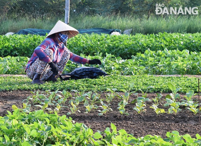 Huyện Hòa Vang sẽ cân nhắc cục bộ cho người nông dân đi chăm sóc cây trồng từng thửa ruộng, xứ đồng. Ảnh: HOÀNG HIỆP 