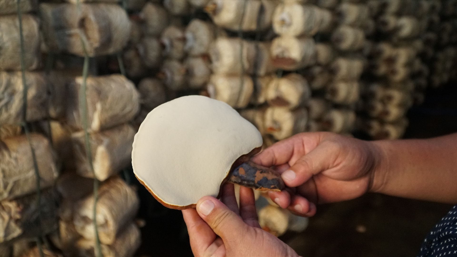 Thien’s reishi mushroom