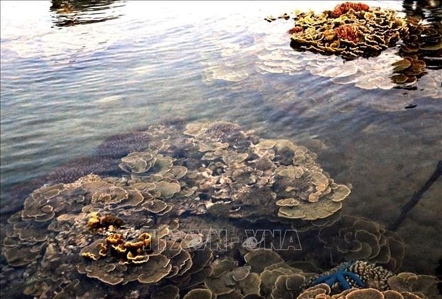 Coral reef in Ganh Yen in Binh Son district of Quang Ngai (Illustrative photo: VNA)