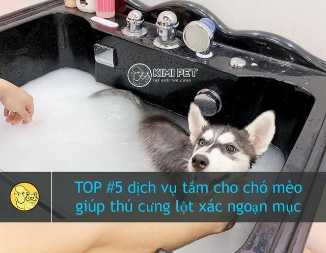 Nguồn: kimipet.vn