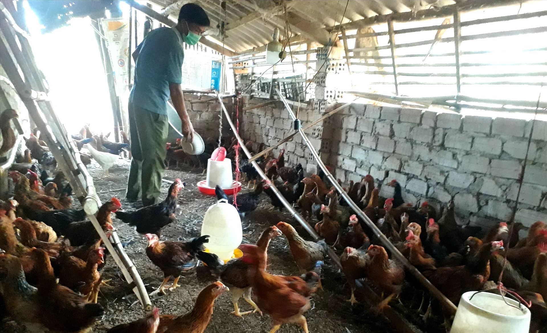 Mô hình nuôi gà trên nền đệm lót sinh học của ông Lê Văn Minh ở thôn Lộc Thượng (Quế Long, Quế Sơn) mang lại hiệu quả kinh tế cao. Ảnh: T.P