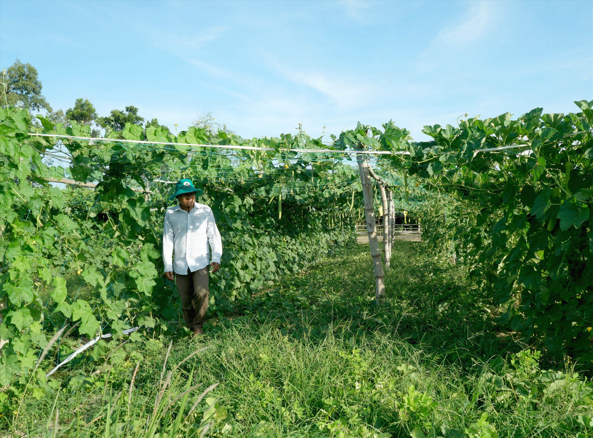 Nhiều vườn rau ở Tam Ngọc quanh năm xanh tốt, cải thiện nguồn thu nhập cho nông dân địa phương. Ảnh: Nguyễn Điện Ngọc