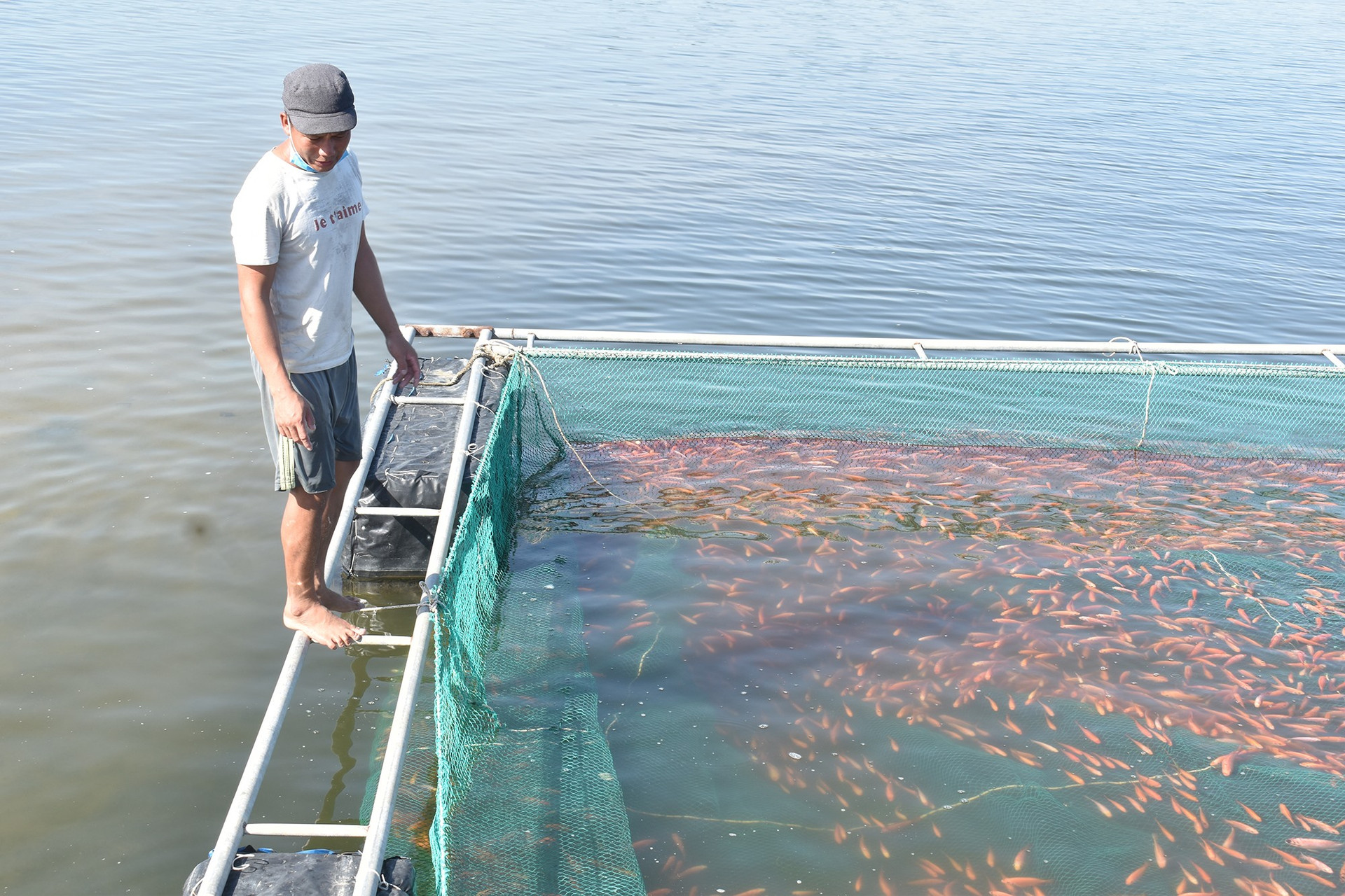 Các chủ nuôi cá lồng bè trên sông Trường Giang thường nuôi cá gần bờ để giảm lượng nước chảy mạnh. Ảnh: H.Q